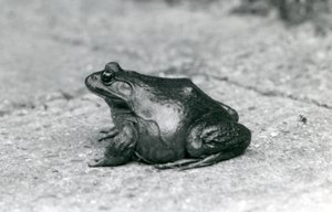 En amerikansk bullfrog, London Zoo, 1925 af Frederick William Bond