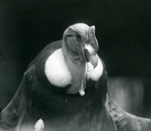 En andinsk kondor i London Zoo i 1926 af Frederick William Bond