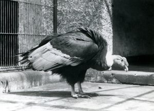En Andesgrib stående på gulvet i sin indhegning i London Zoo i juli 1925 af Frederick William Bond