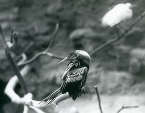 En AnhingaAmerican DarterSlangefuglVandkalkun sidder på en gren i London Zoo i september 1927 af Frederick William Bond