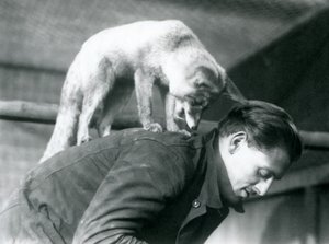 En arabisk rødræv kigger over skulderen på målmand F. Shelley, mens han står på ryggen, mens han bøjer sig, London Zoo, 1925 af Frederick William Bond