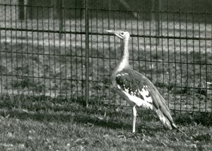 En arabisk bustard stående i sin indhegning i London Zoo, 1924 af Frederick William Bond