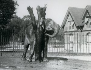 En asiatisk elefant, der kradser bag øret på kradsestolpen, i dens indhegning, London Zoo af Frederick William Bond