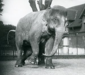 En asiatisk elefant, der klør sig mod et dødt træ, London Zoo af Frederick William Bond