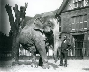 En asiatisk elefant, der klør sig mod et dødt træ, mens den balancerer på tre ben, med sin træner, Syed Ali, kigger på, London Zoo af Frederick William Bond