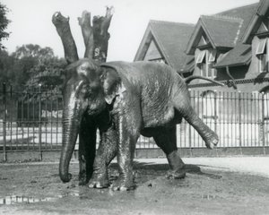 En asiatisk elefant, der klør sig mod et dødt træ, mens han balancerer på tre ben, London Zoo af Frederick William Bond