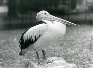 En australsk pelikan stående på en sten i London Zoo i 1929 (s/h foto) af Frederick William Bond