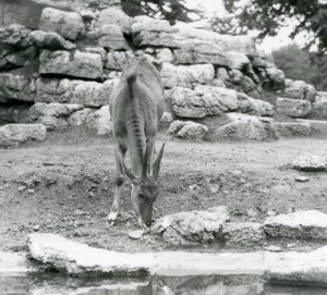 En Eland græsser i antilopekassen i London Zoo i 1929 (s/h foto) af Frederick William Bond