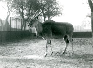 En eland på sin fold i London Zoo i juni 1925 af Frederick William Bond