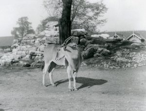 En eland stående på sin fold i London Zoo i 1929 (s/h-billede) af Frederick William Bond