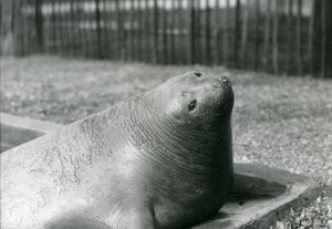 En elefantsæl hviler i sin pool i London Zoo i 1930 (s/h-billede) af Frederick William Bond