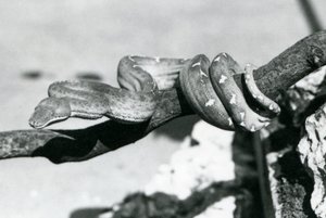 En smaragdtræ-boa med sin krop snoet langs en gren, London Zoo, oktober 1928 (s/h-foto) af Frederick William Bond