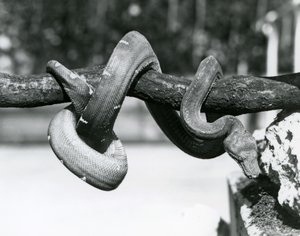 En smaragdtræ-boa med sin krop snoet langs en vandret gren og kigger ned mod jorden, London Zoo, oktober 1928 (s/h-foto) af Frederick William Bond
