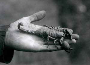 En kejserskorpion holdt i håndfladen af en målmands hånd, London Zoo, oktober 1925 af Frederick William Bond