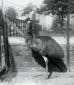 En emu i London Zoo i september 1927 af Frederick William Bond