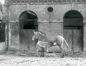 En truet Grevys Imperial Zebra, der står og fodrer sit føl på deres fold i London Zoo i 1927 af Frederick William Bond