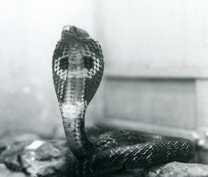 En indisk brilleformet AsianBinocellate Cobra med hævet hoved og udstrakt hætte, London Zoo, oktober 1925 af Frederick William Bond