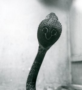 En indisk-spekttakulær asiatisk-binocellat kobra med løftet hoved og udspilet hætte, London Zoo, oktober 1925 af Frederick William Bond