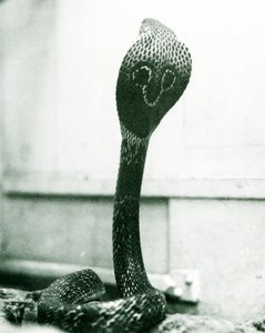En indisk-spekttakulær asiatisk-binocellat kobra med løftet hoved og udspilet hætte, London Zoo, oktober 1925 af Frederick William Bond