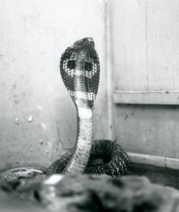 En indisk brilleformet AsianBinocellate Cobra med hævet hoved og udstrakt hætte, London Zoo, oktober 1925 af Frederick William Bond