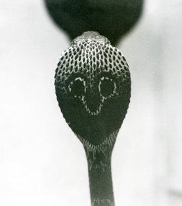 En indisk brilleformet AsianBinocellate Cobra med hævet hoved og udstrakt hætte, London Zoo, oktober 1925 af Frederick William Bond