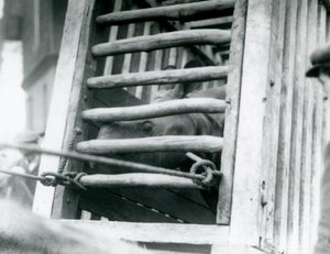 Et indisk næsehorn kigger ud af sin trætransportkasse ved ankomsten til London Zoo i 1924 af Frederick William Bond