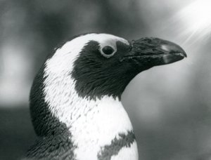 En voksen Black-footed Jackass African Penguin i London Zoo, september 1925