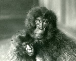 En voksen og ung Gelada blødende hjerteabe i London Zoo i januar 1925 af Frederick William Bond