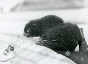 En voksen og ung Western Tree Hyrax sidder på en gren og læner sig over til en gulerodstop, som holdes for dem at spise, London Zoo af Frederick William Bond