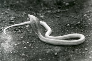 En albino indisk brilleformet AsianBinocellate Cobra med hovedet løftet og hætten spredt, London Zoo, september 1924 af Frederick William Bond