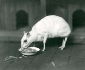 En albino Javan Chevrotain Java Mouse-Deer spiser fra en skål i London Zoo i 1926 af Frederick William Bond