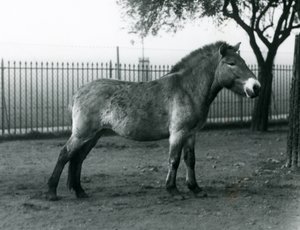 En truet Przewalskis Wild Horse stående i sin fold i London Zoo, oktober 1927 af Frederick William Bond