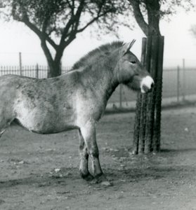 En truet Przewalskis Wild Horse stående i sin fold i London Zoo, oktober 1927 af Frederick William Bond