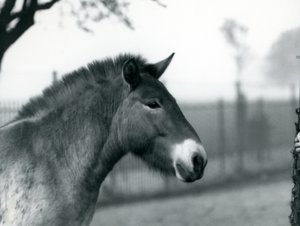 En truet Przewalskis Wild Horse stående i sin fold i London Zoo, oktober 1927 af Frederick William Bond