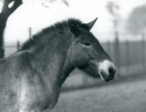 En truet Przewalskis Wild Horse stående i sin fold i London Zoo, oktober 1927 af Frederick William Bond