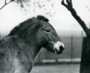 En udryddelsestruet Przewalskis vildhest stående i sin fold i London Zoo, oktober 1927 af Frederick William Bond