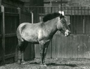 En udryddelsestruet Przewalskis vildhest, der stod på sin fold i London Zoo i 1927 af Frederick William Bond