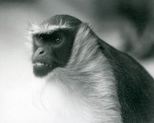 En truet Roloway-abe i London Zoo, 1927 af Frederick William Bond