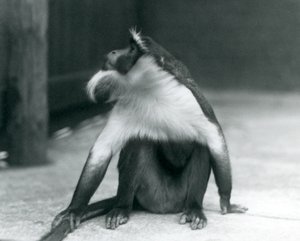 En truet Roloway-abe sidder på jorden og kigger opad, mens han holder halen, London Zoo, 1927 af Frederick William Bond