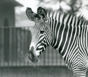 En kvinde/jenny truede Grevy