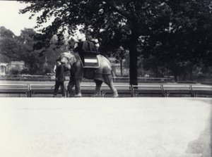 Den asiatiske elefant 
