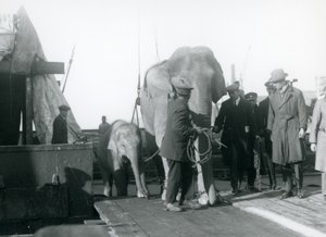 Asiatiske elefanter stiger af en båd på vej til London Zoo i 1927 af Frederick William Bond