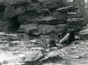 Californiske søløver med is på deres pool, London Zoo af Frederick William Bond