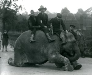 Cowboys og træner med hun indiske elefant Sundermalah under et besøg i London Zoo i 1924 af Frederick William Bond