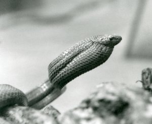 Æggespisende slange i London Zoo i 1930 (s/h-billede) af Frederick William Bond