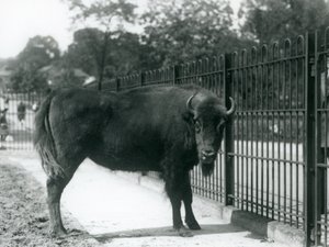 Europæisk bison Georgina ved barerne i hendes fold, London Zoo, 12. august 1926 af Frederick William Bond