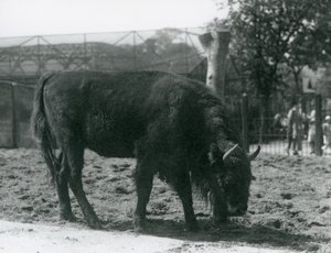 Europæisk bison Julia spiser græsset i sin fold, London Zoo, 12. august 1926 af Frederick William Bond