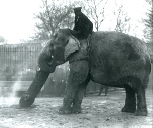 Kvindelig asiatisk elefant, 