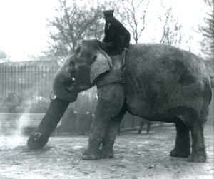 Asiatisk elefant kvinde, indianer, flytter tømmer med sin snabel, mens hendes vogter sidder på ryggen og dirigerer hende, London Zoo, 1925 af Frederick William Bond