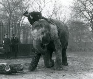 Kvindelig asiatisk elefant, indianer, flytter tømmer med sin snabel, mens hendes vogter sidder på ryggen og dirigerer hende og to andre mennesker ser på, London Zoo, 1925 af Frederick William Bond